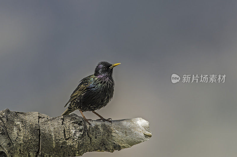 常见的椋鸟或欧洲椋鸟(Sturnus vulgaris)，在英国和爱尔兰也被简称为椋鸟，是一种中等体型的雀形目鸟类，属于椋鸟科。黄石国家公园，怀俄明州。